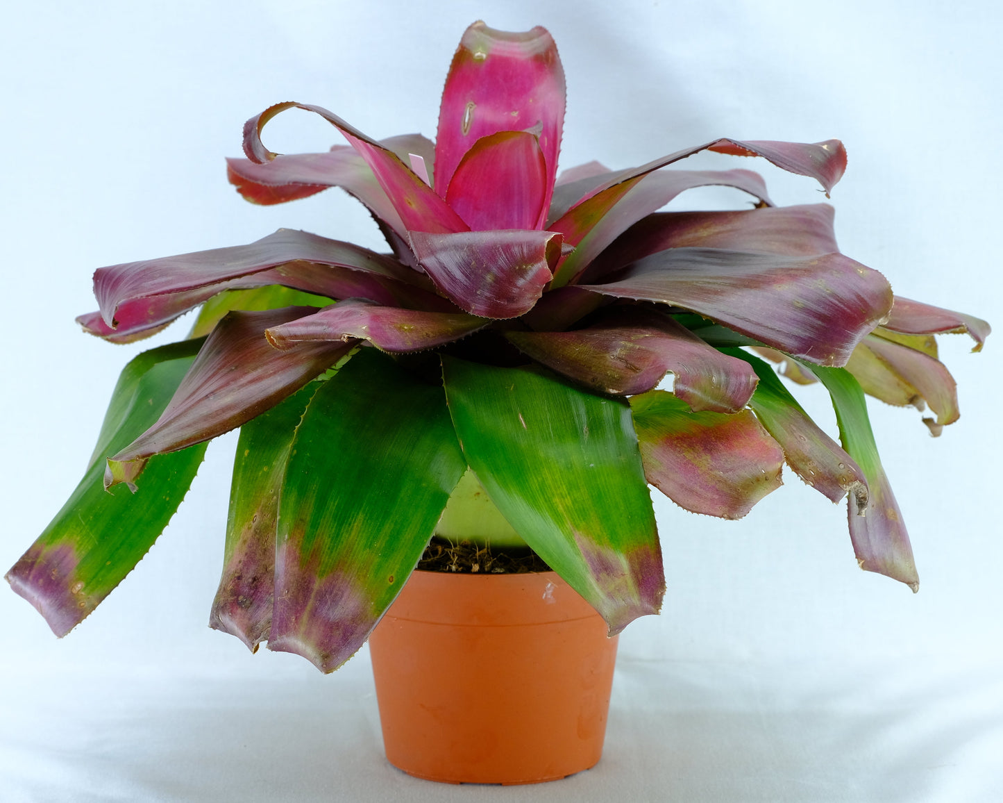 Neoregelia green apple