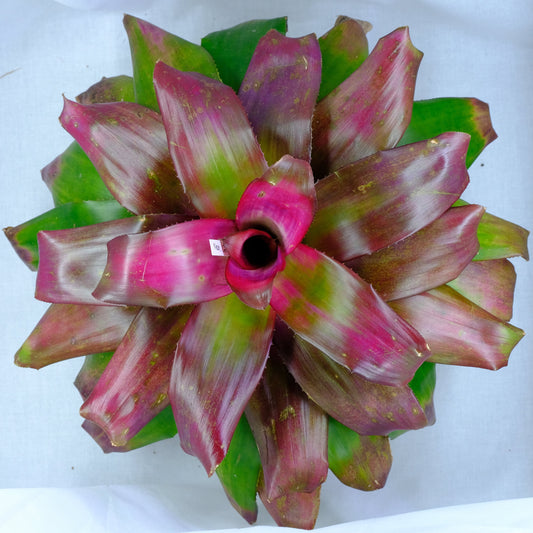 Neoregelia green apple