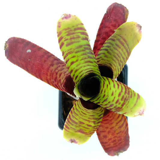 Neoregelia zonata
