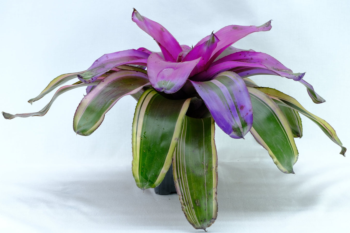 Neoregelia pink mejic