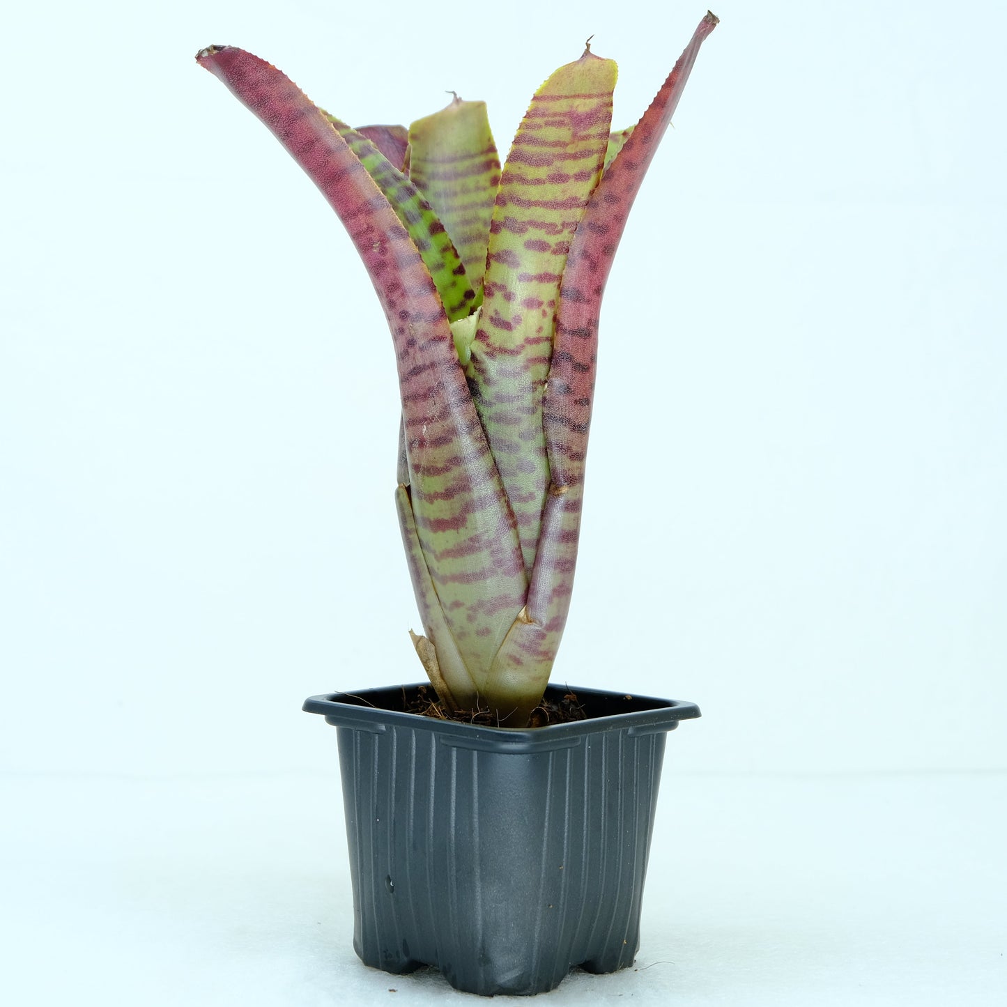 Neoregelia zonata