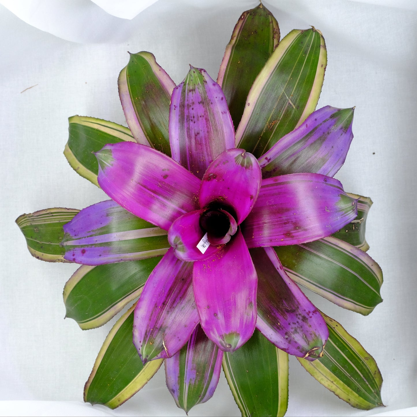 Neoregelia pink mejic