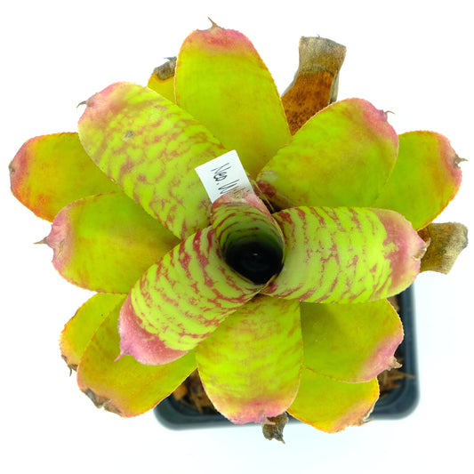 Neoregelia wild tiger