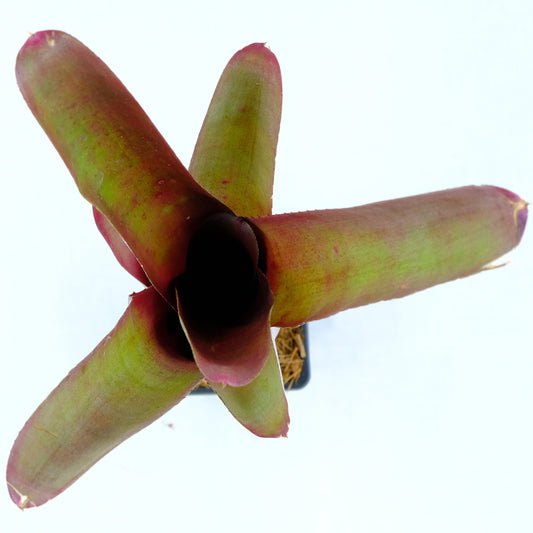 Aechmea quenta rubra