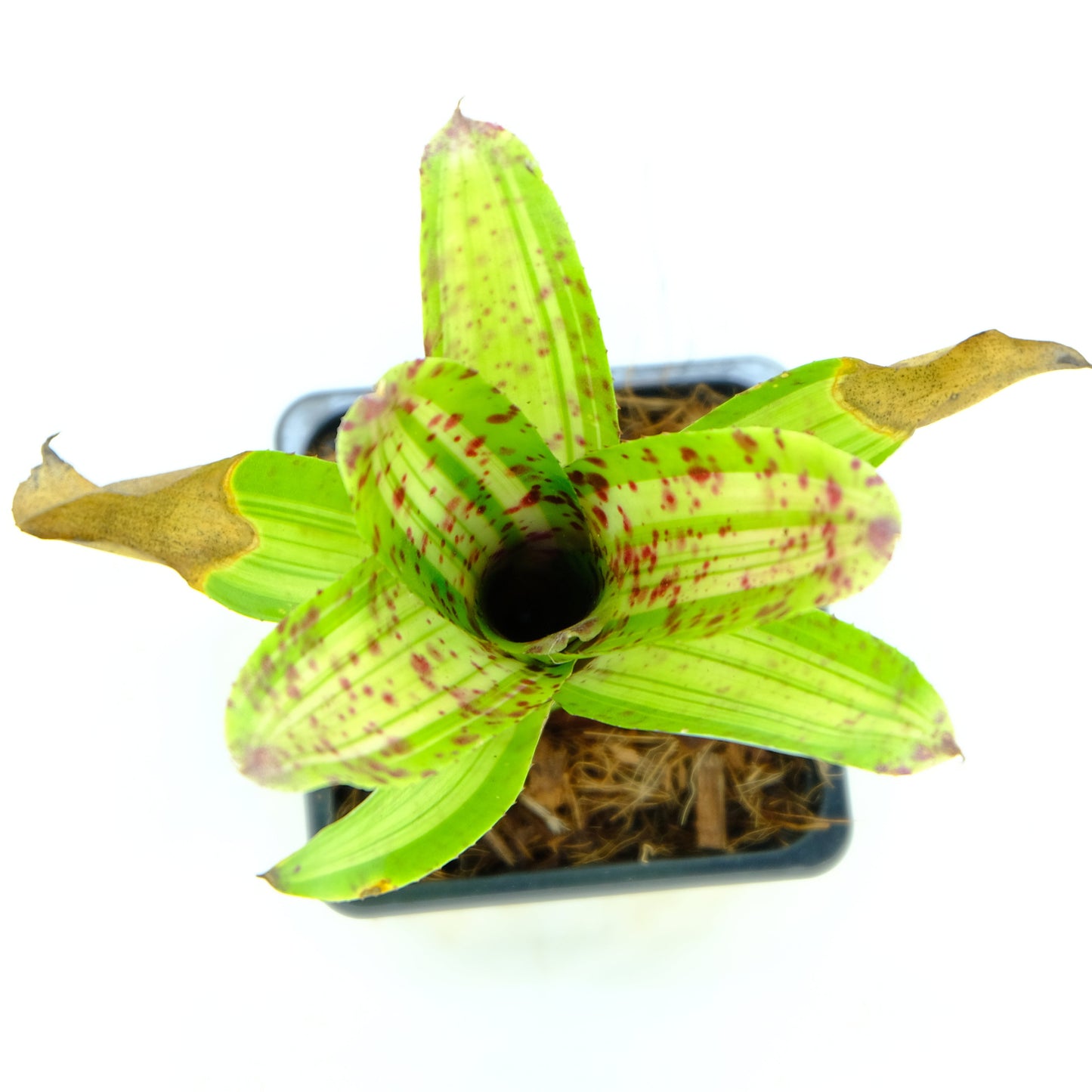 Neoregelia chrissy