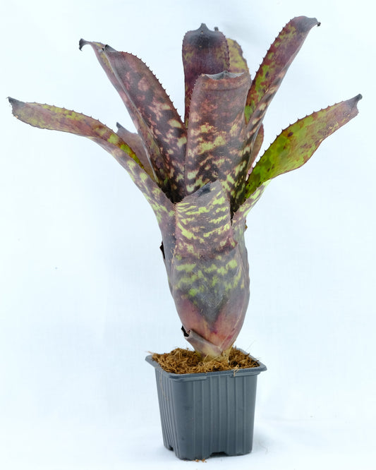 Aechmea aulandia hybrid