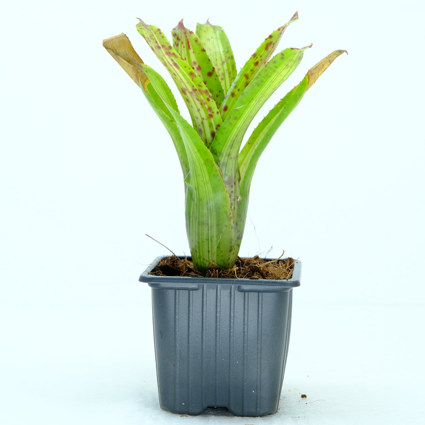 Neoregelia chrissy