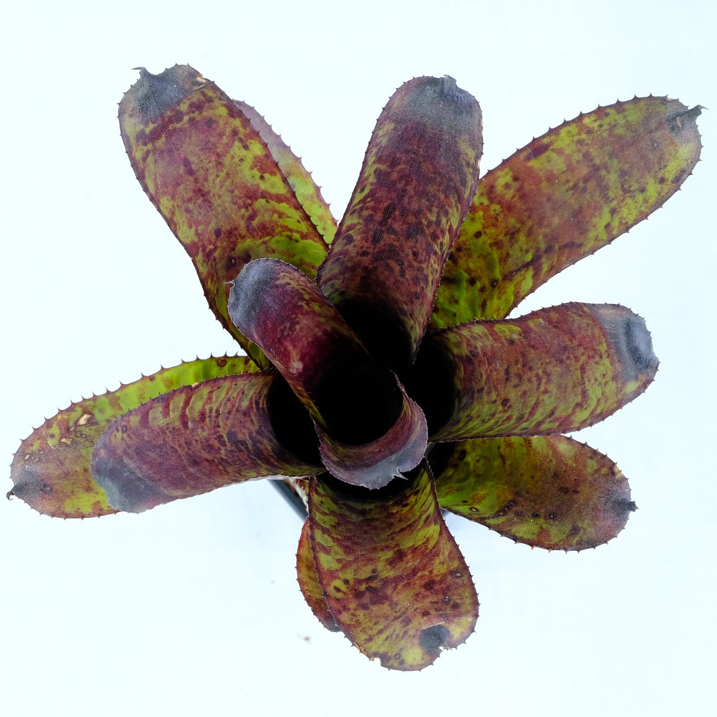 Aechmea aulandia hybrid