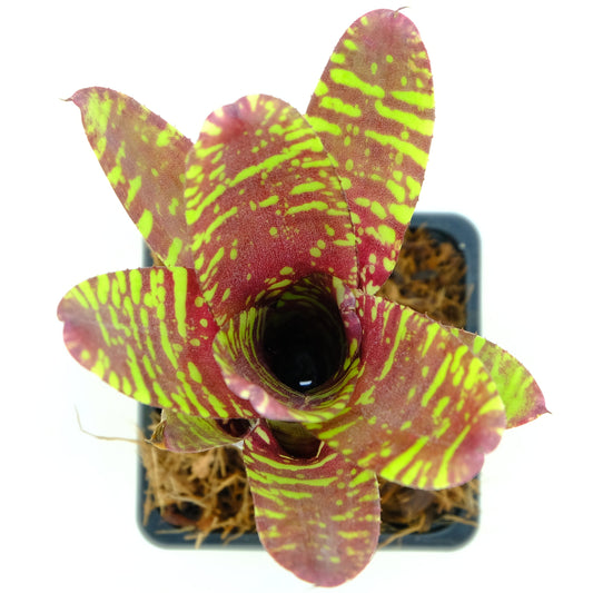 Neoregelia golden pheasant
