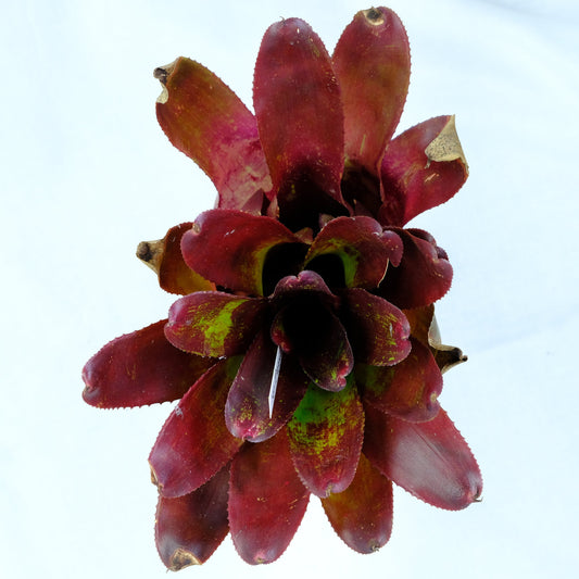 Neoregelia dragon fire