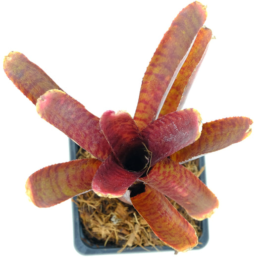 Neoregelia punctata red
