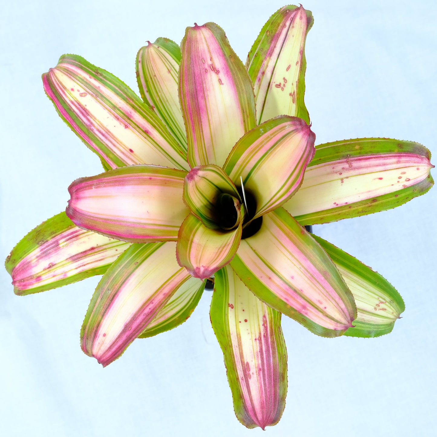 Neoregelia samsara