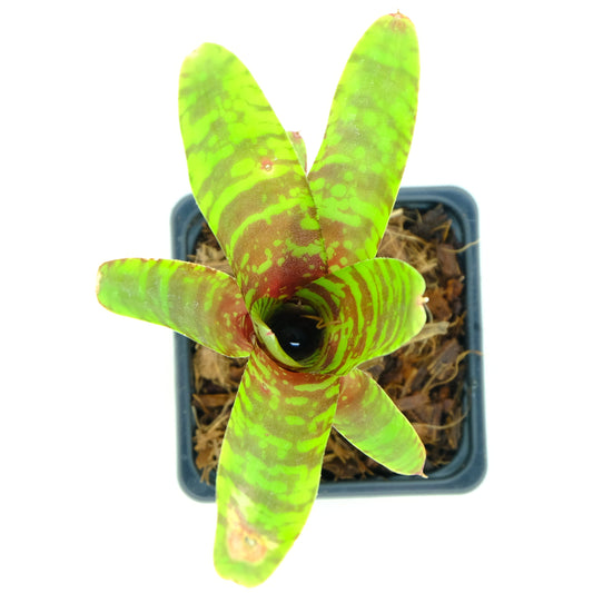 Neoregelia fever pitch