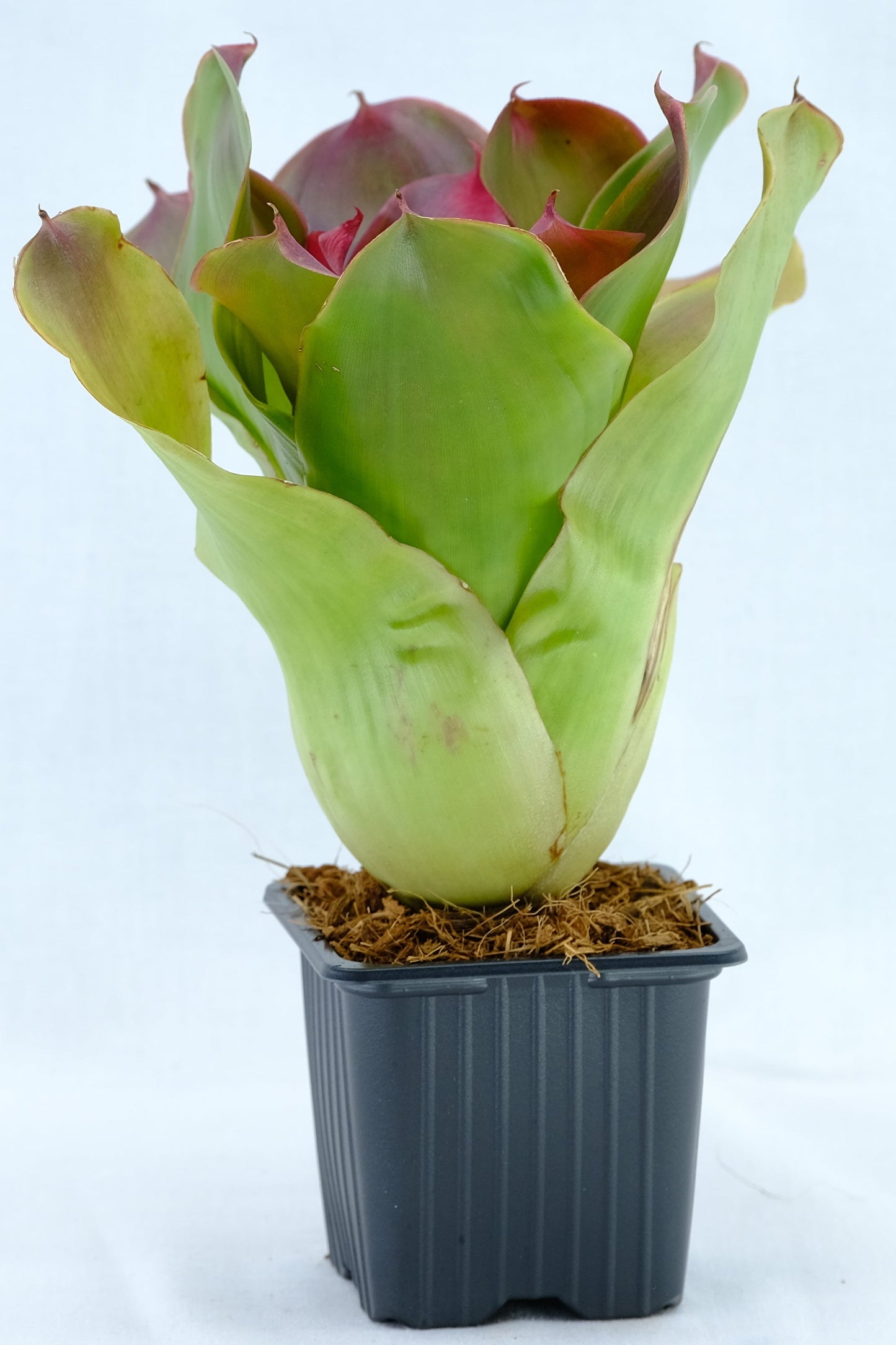 Neoregelia medusa hybrids