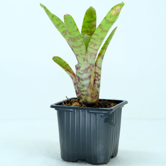 Neoregelia fever pitch