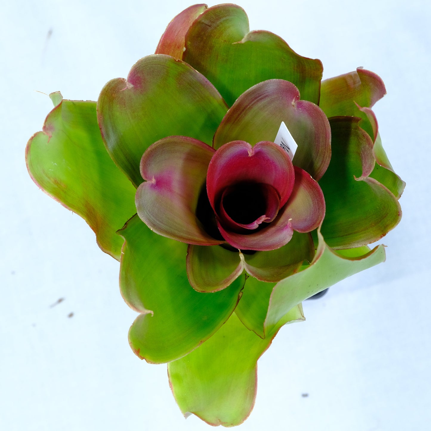 Neoregelia medusa hybrids