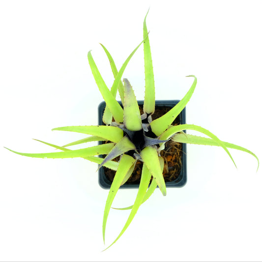 Aechmea recurvata benrathii