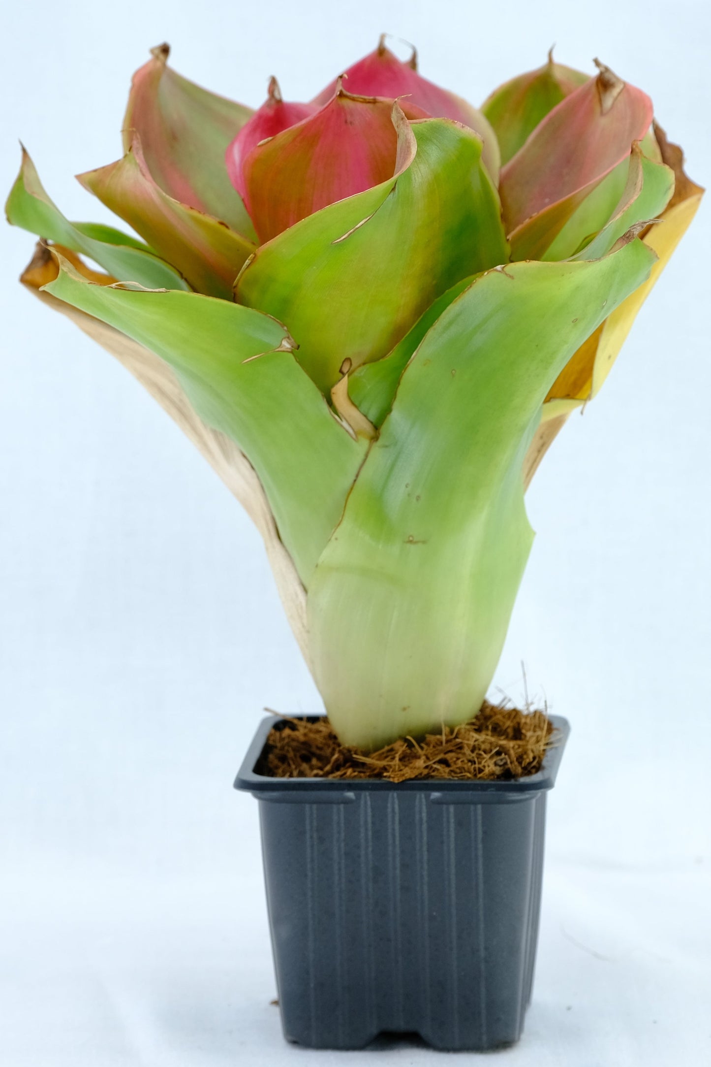 Neoregelia medusa hybrids