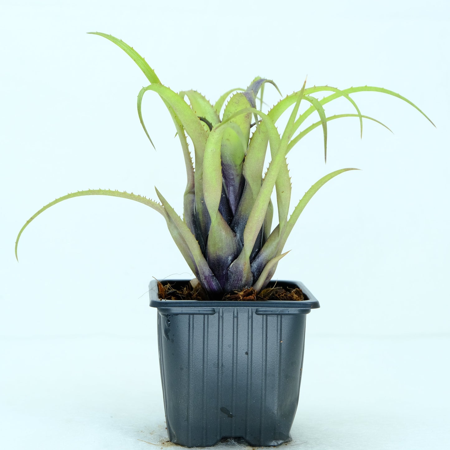 Aechmea recurvata benrathii