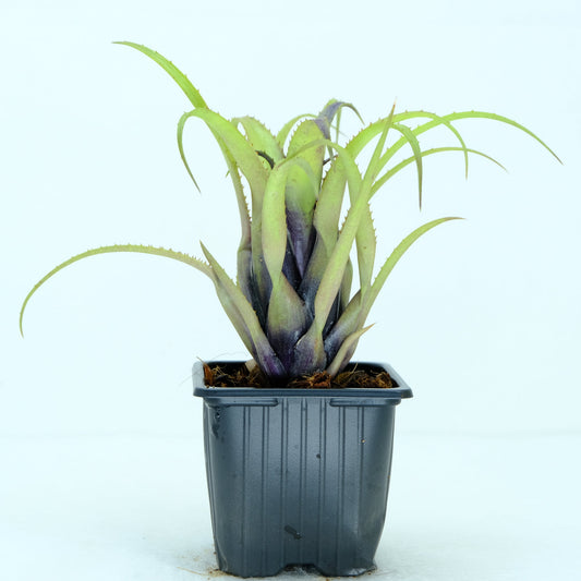 Aechmea recurvata benrathii