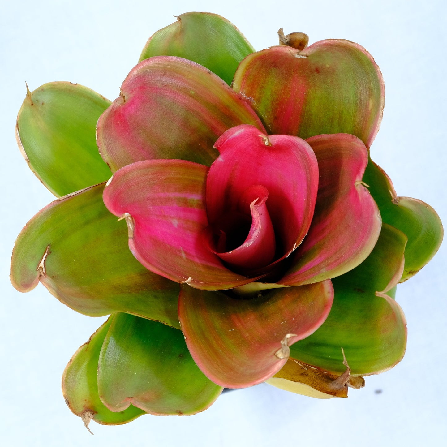 Neoregelia medusa hybrids