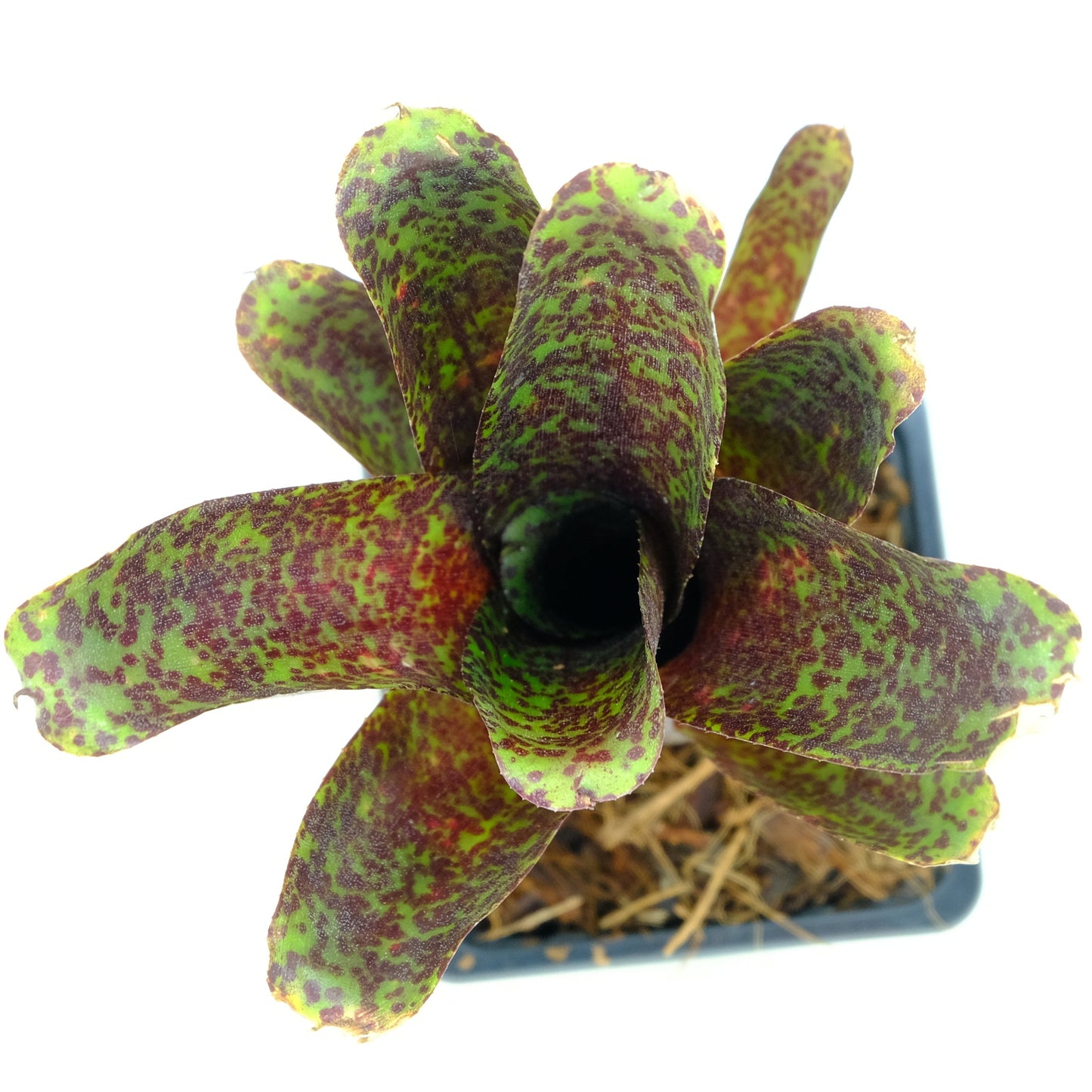 Neoregelia mopeppa please