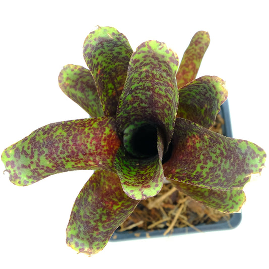 Neoregelia mopeppa please