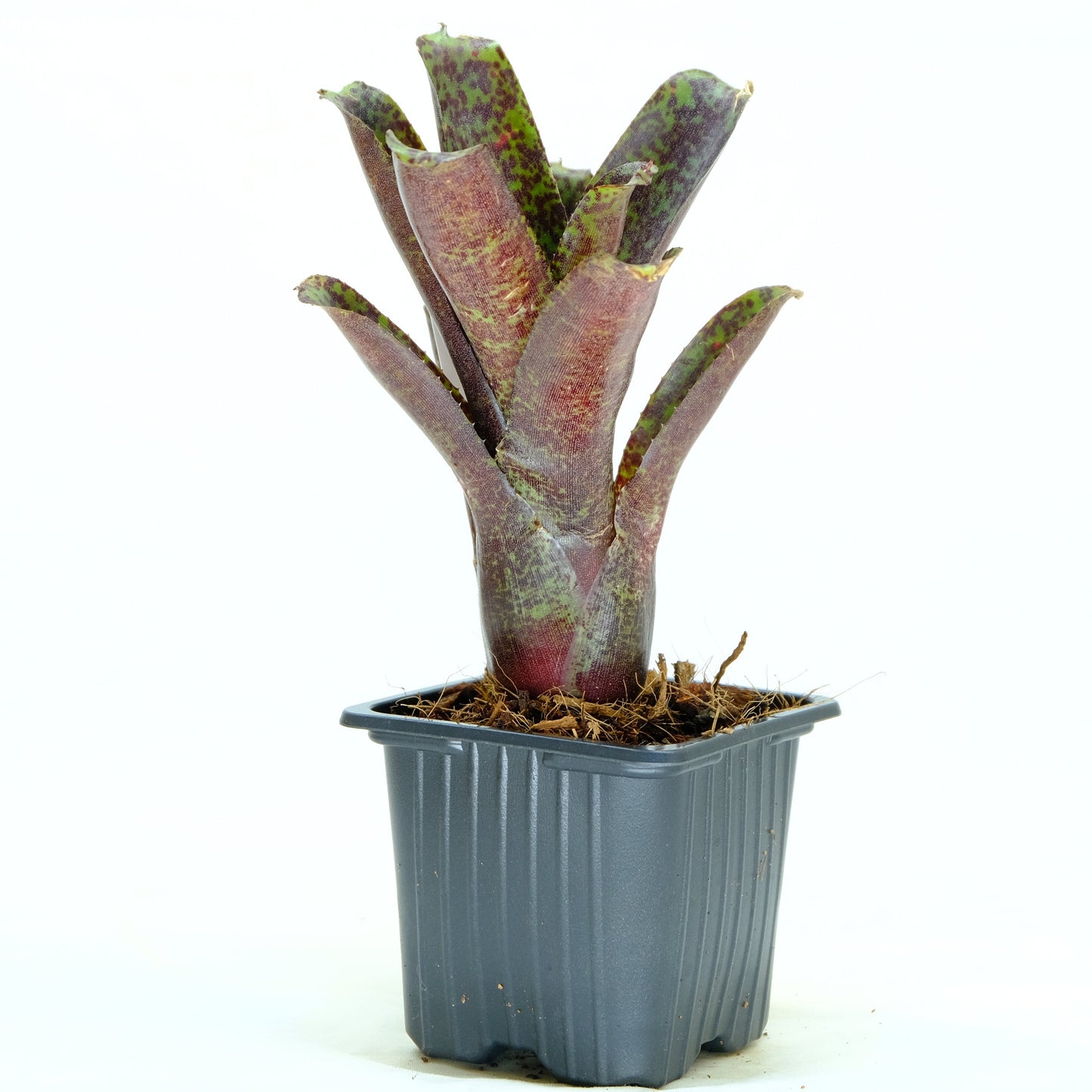 Neoregelia mopeppa please