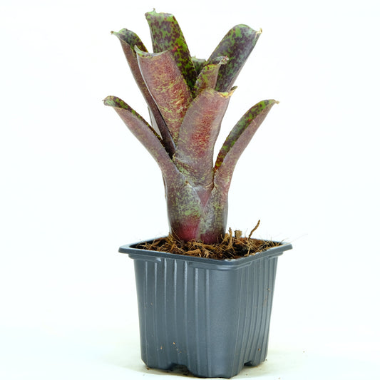 Neoregelia mopeppa please