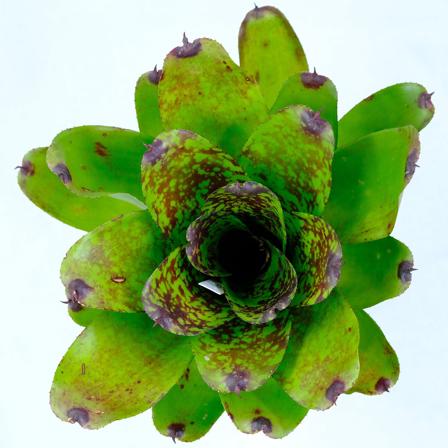 Neoregelia super cute