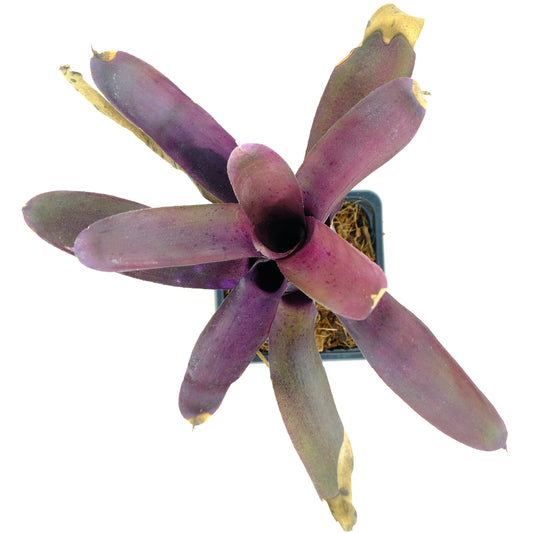 Neoregelia granada x pauciflora