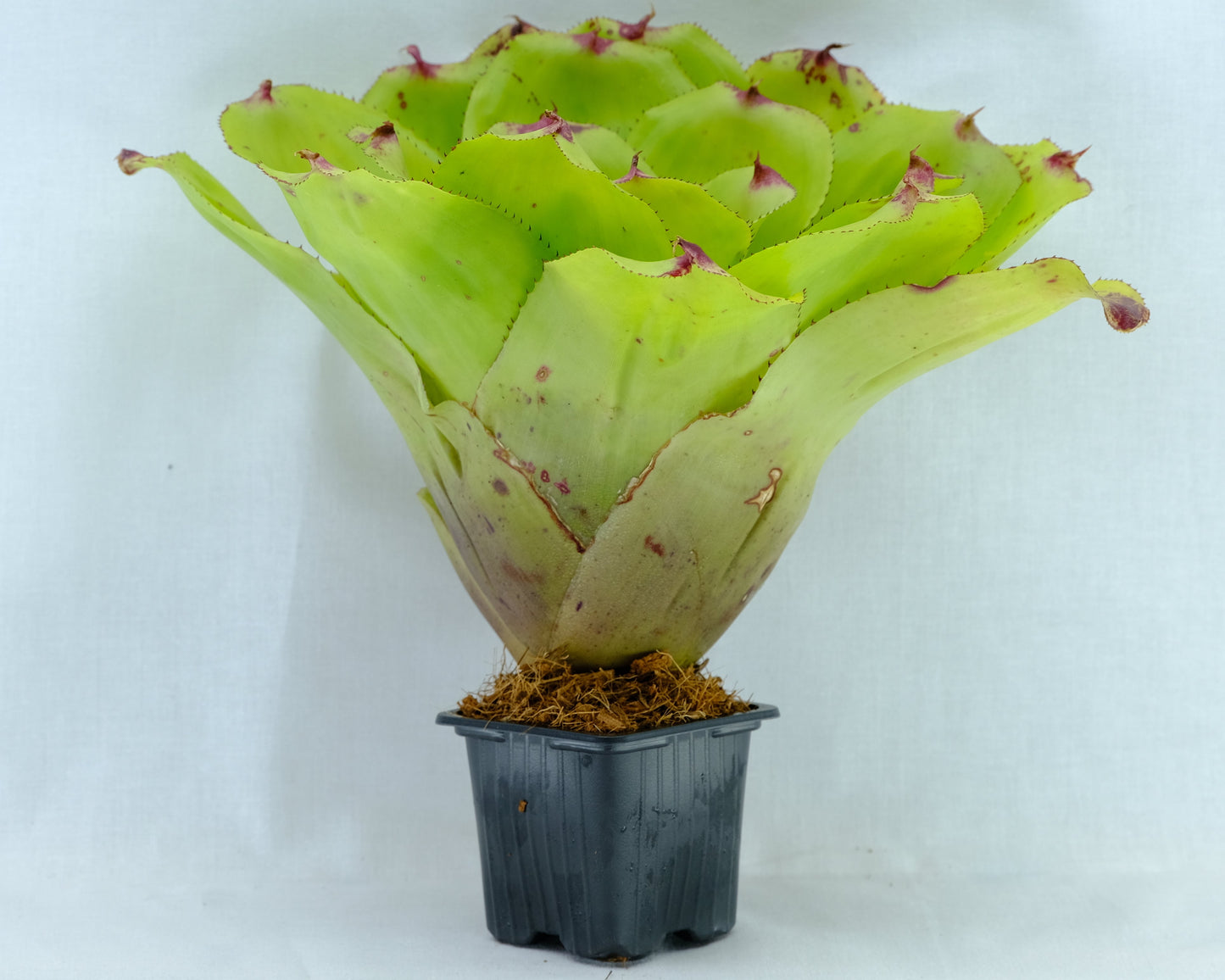 Neoregelia ninja hybrid