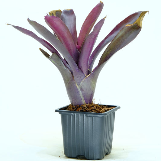 Neoregelia granada x pauciflora