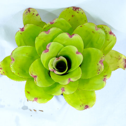 Neoregelia ninja hybrid