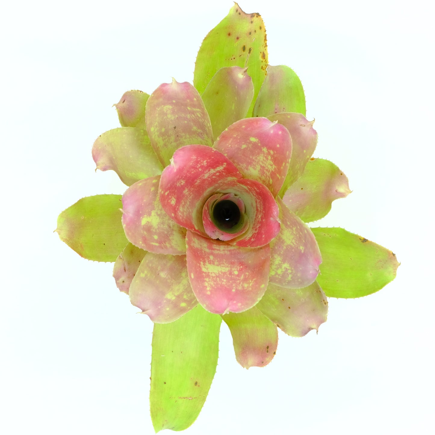 Neoregelia marble nize