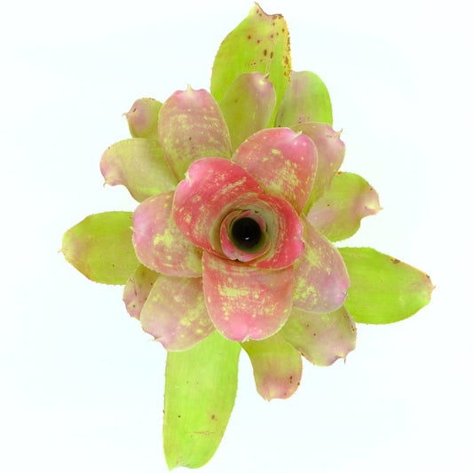 Neoregelia marble nize