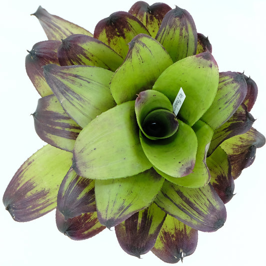 Neoregelia strawberry lemon