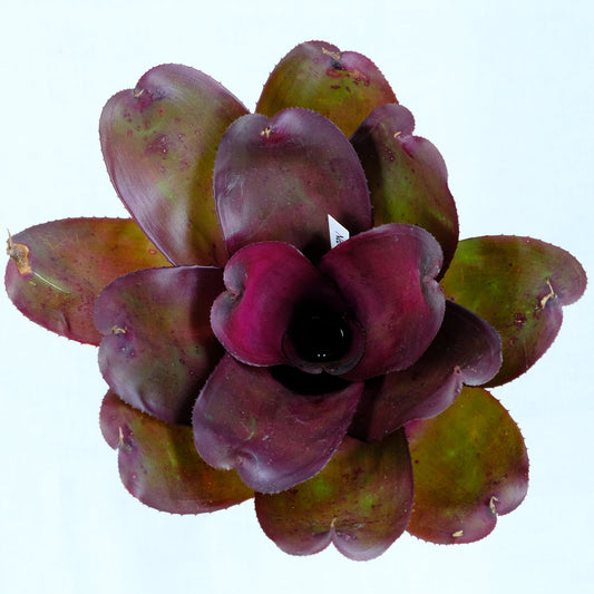 Neoregelia ninja hybrid purple
