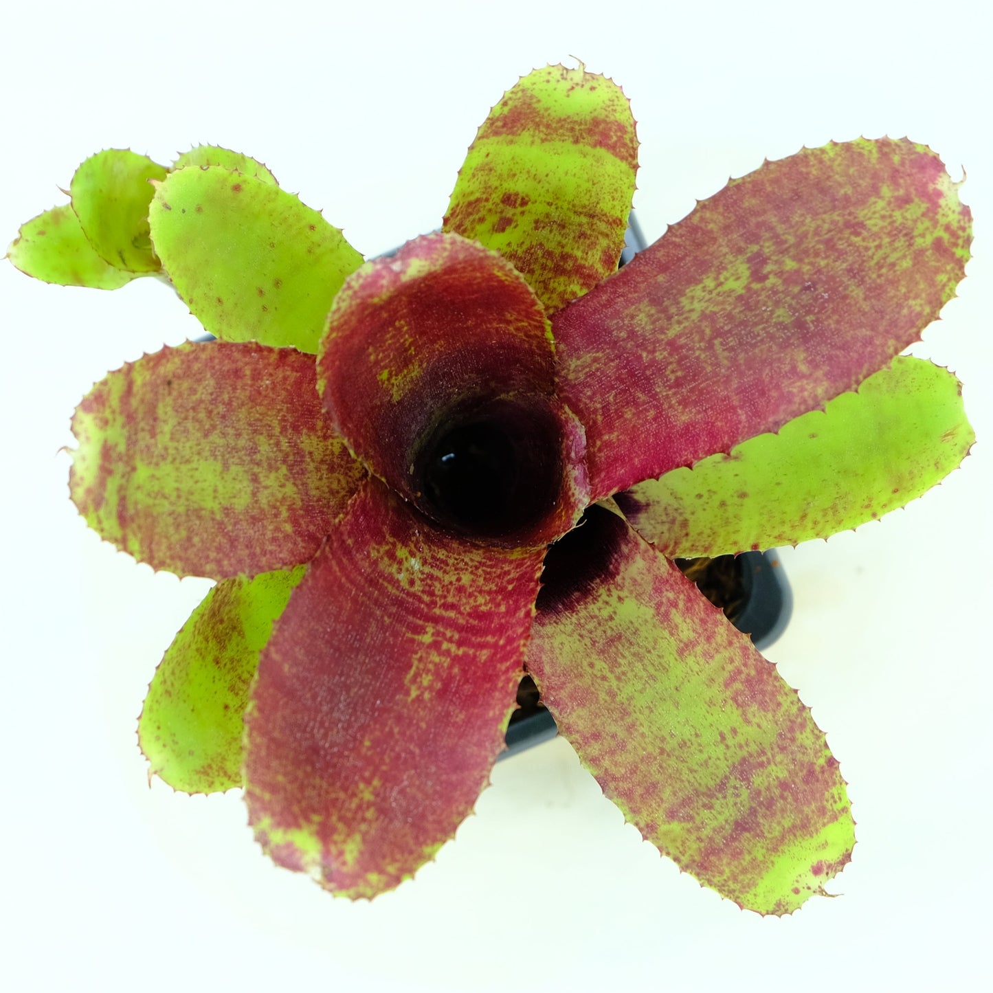 Neoregelia cougar
