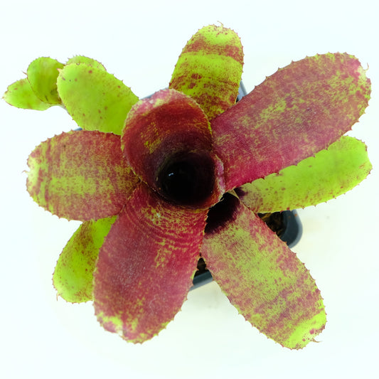 Neoregelia cougar