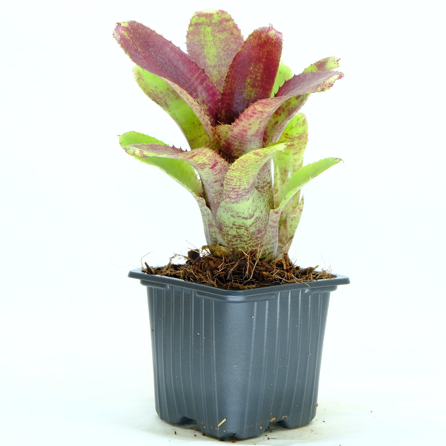 Neoregelia cougar