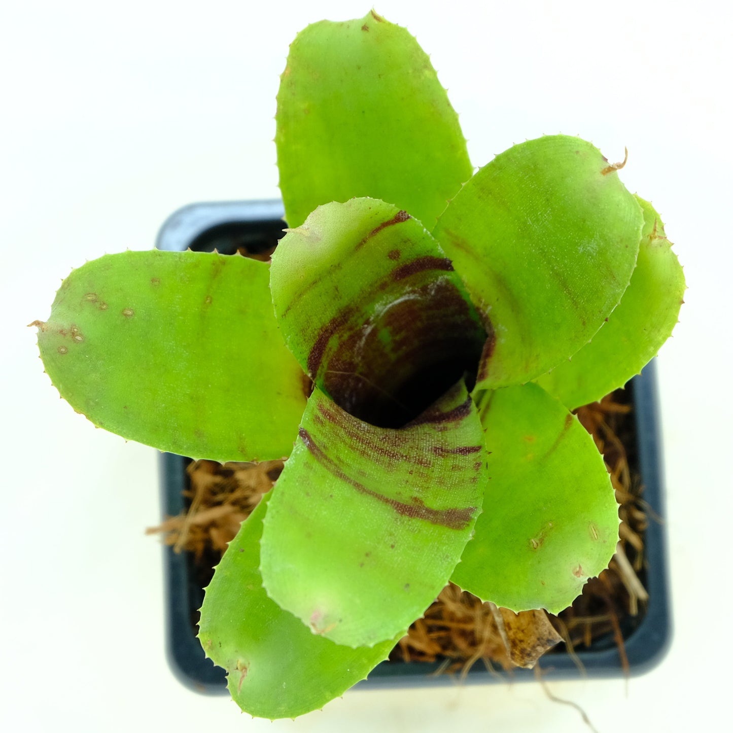 Neoregelia ampurasia