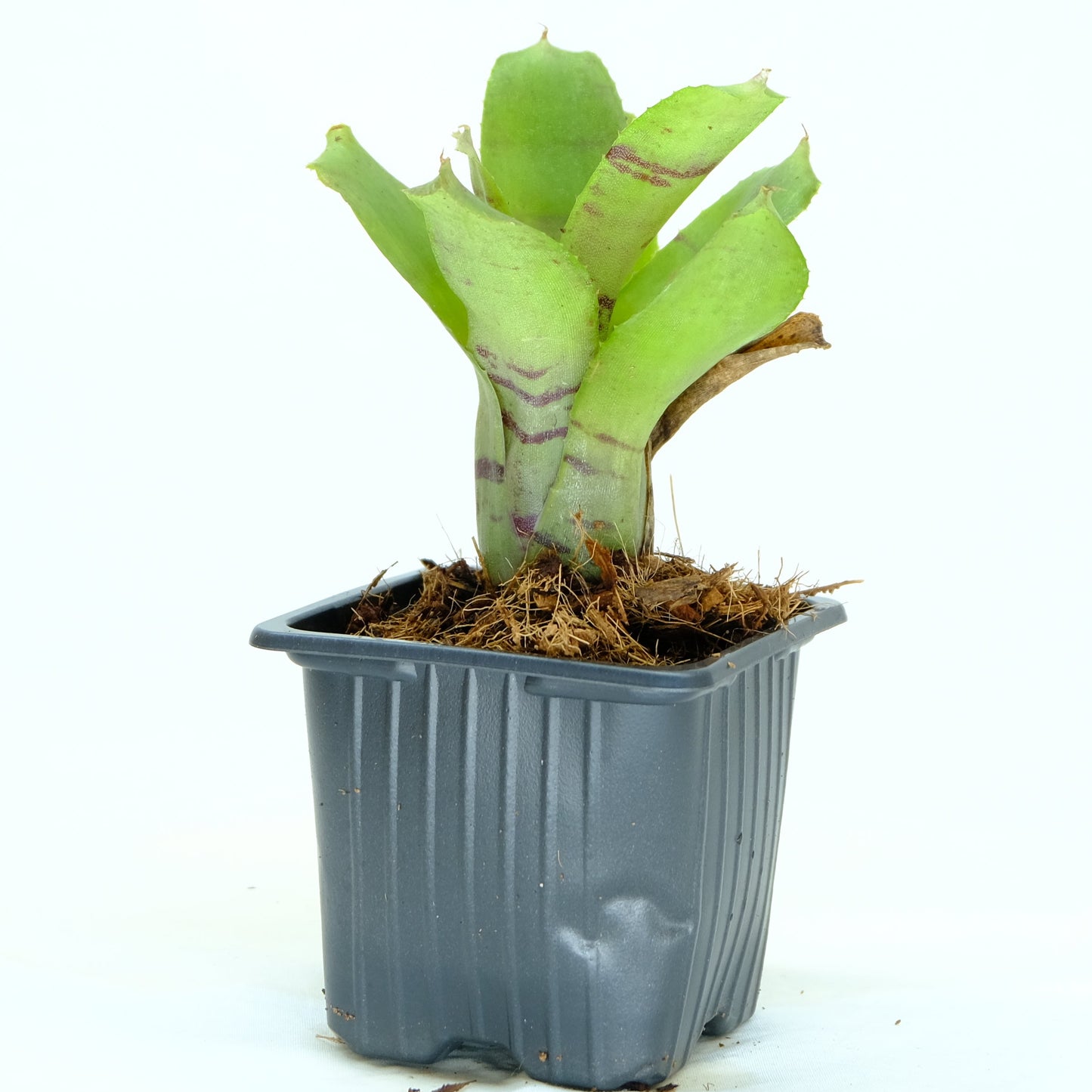 Neoregelia ampurasia