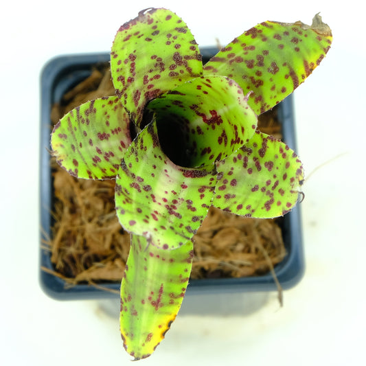Neoregelia gimlin
