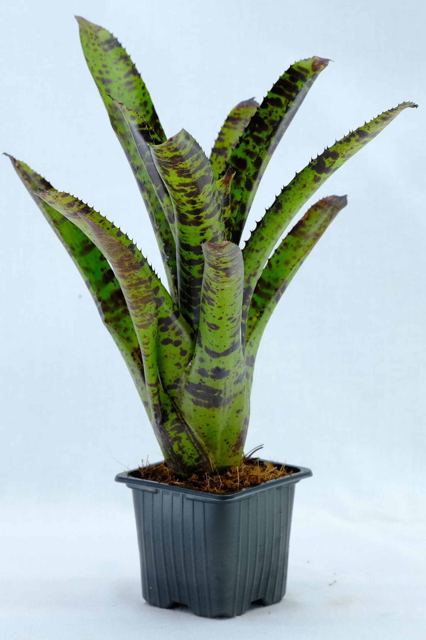 Neoregelia hannibal lecter