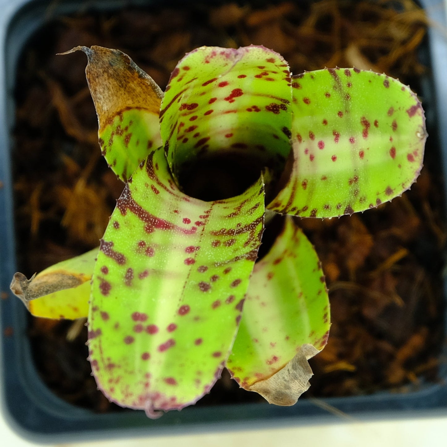 Neoregelia gimlin