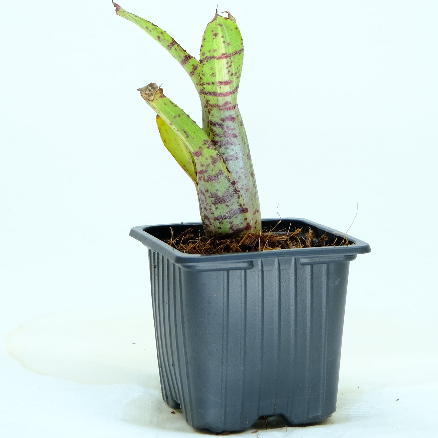 Neoregelia gimlin