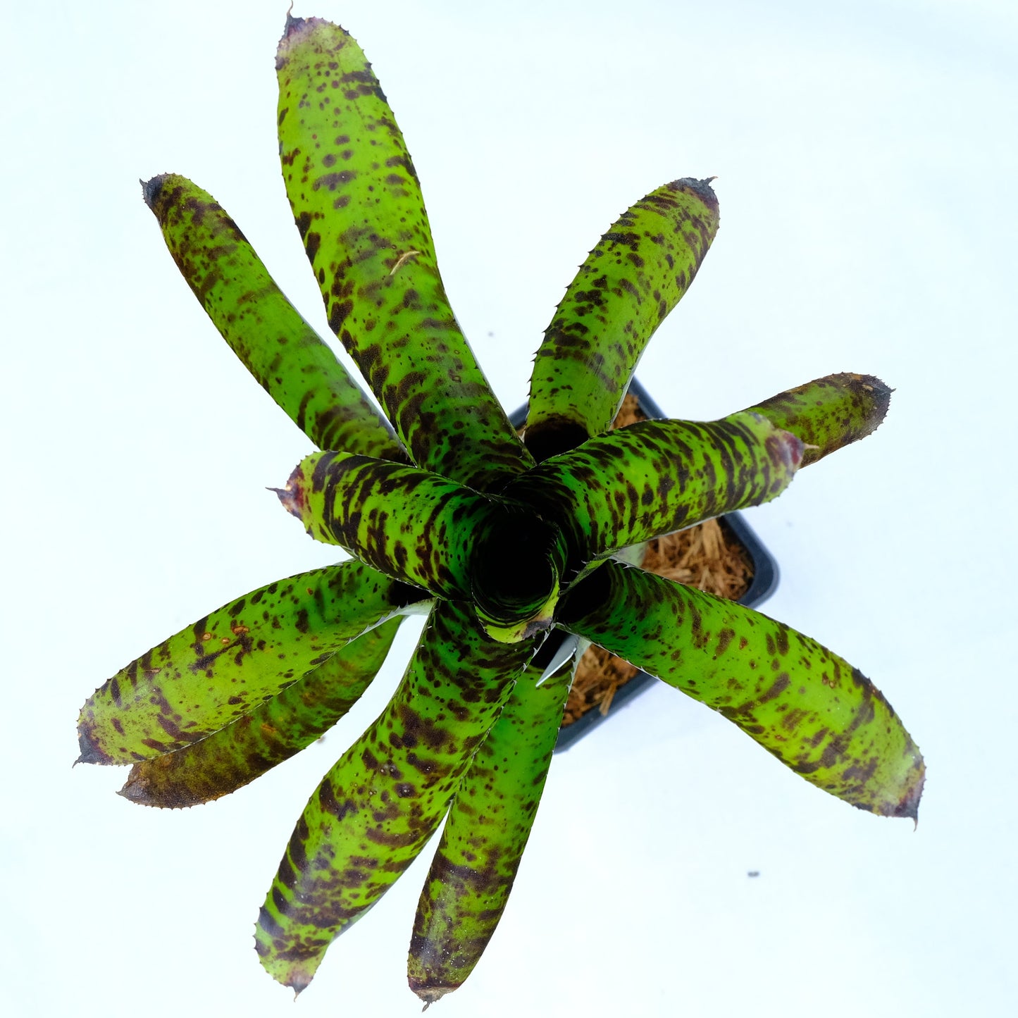 Neoregelia hannibal lecter