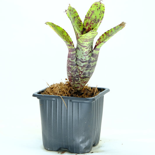 Neoregelia gimlin