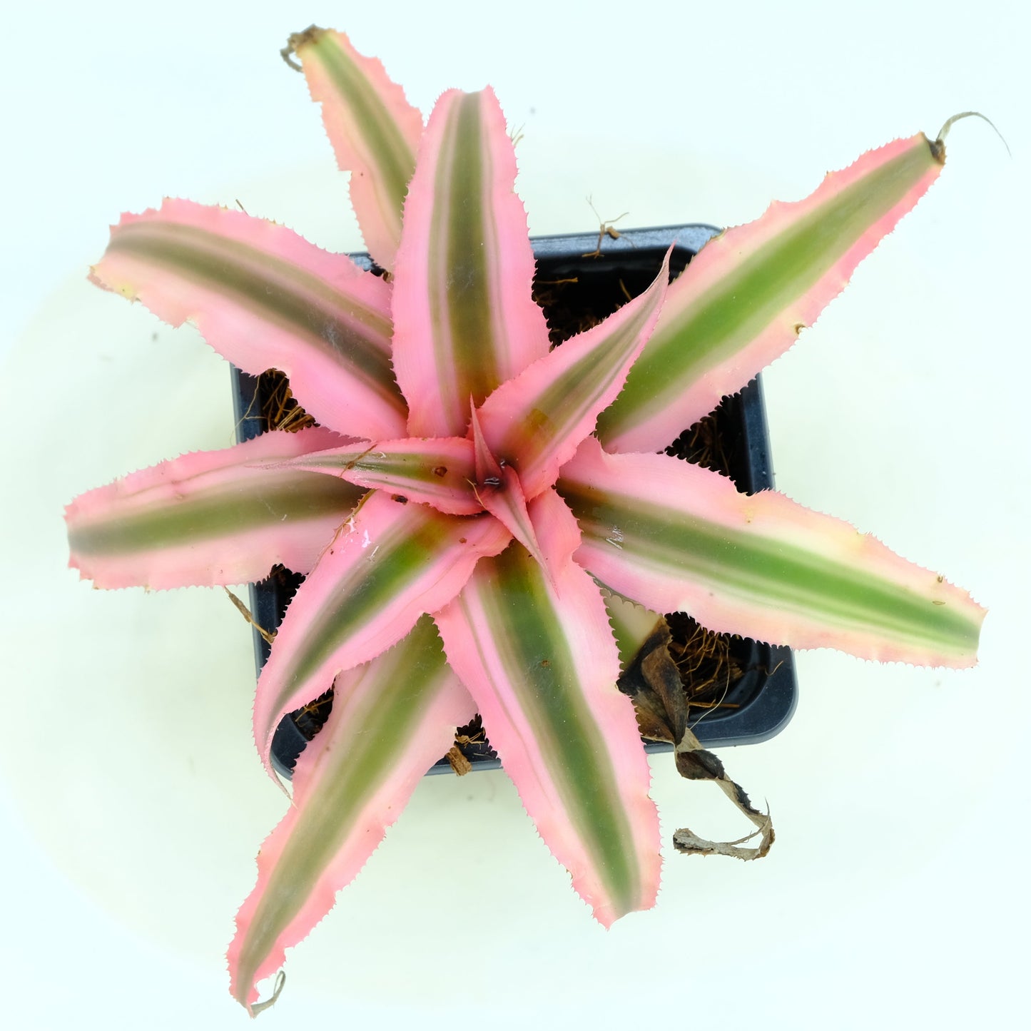 Cryptanthus pink star